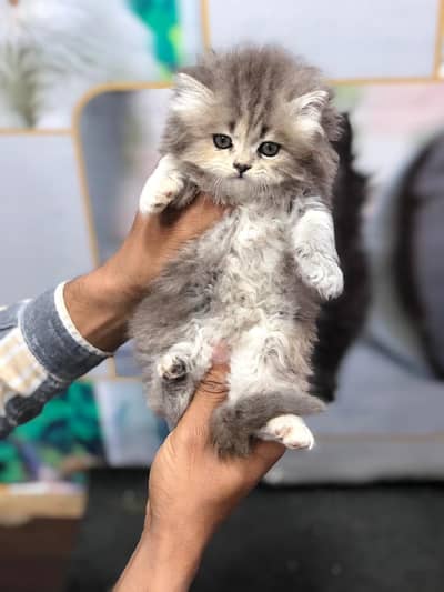Cash on delivery parshion kittens cats male and female
