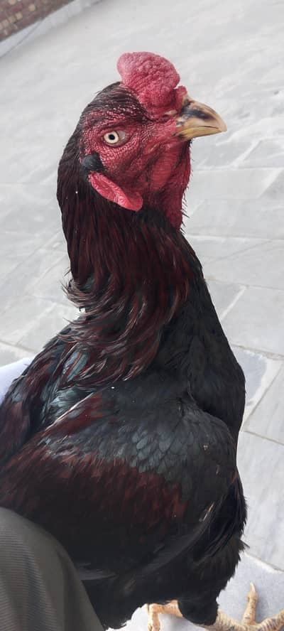 Pure Aseel Thai Hen for Sale – Healthy & Active