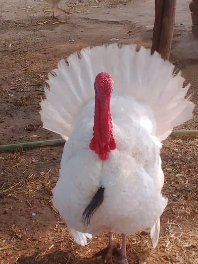 White Turkey birds breeder top quality pair available for sale