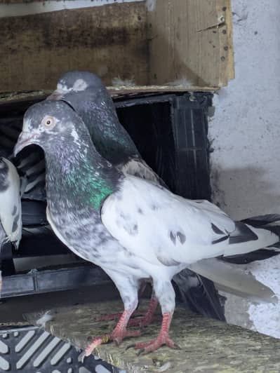 teddy and ather pair