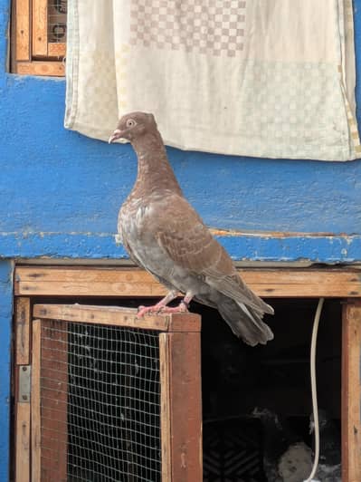 teddy and ather pair