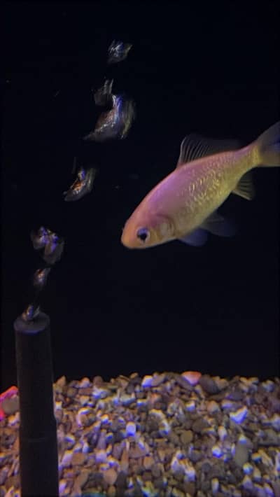 Fish hood shaped aquarium 12mm glass with fishes and accessories