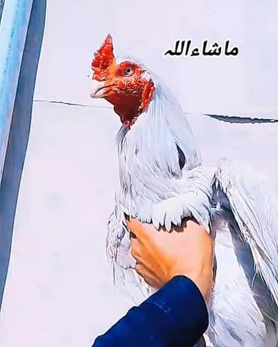 pure aseel 2 murgy or ak murghe for sale