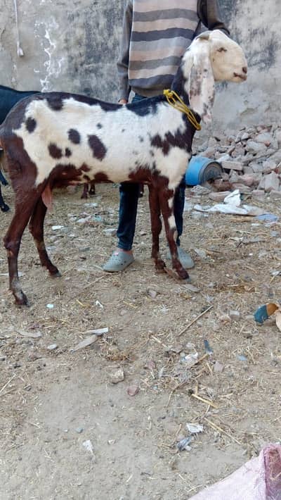 gubban with heavy breeder