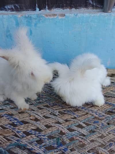 English angora