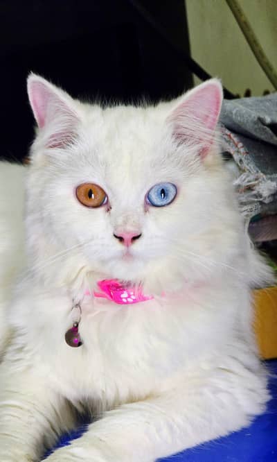 Pair Female and Male Vaccinated for Sale