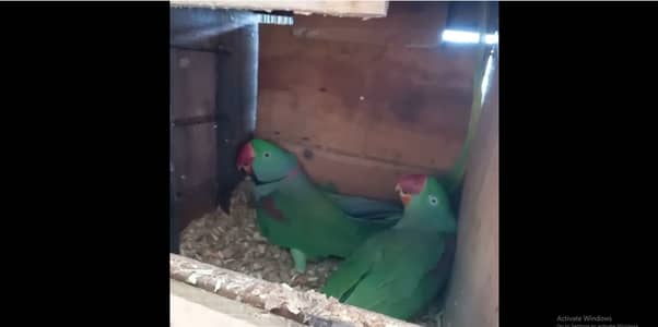 Green Raw Alexander pahari kashmiri breeder  Parrots