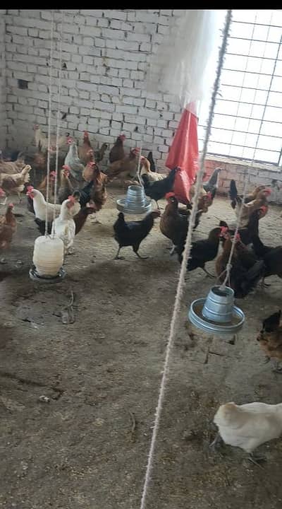 انڈے دے رہی ہیں