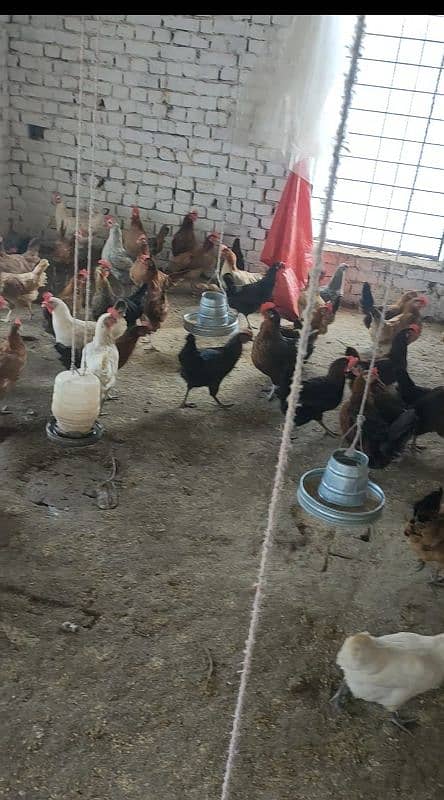 انڈے دے رہی ہیں 0