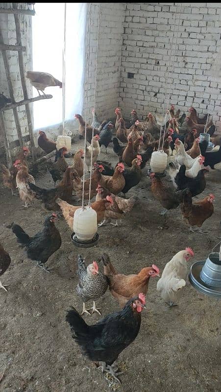 انڈے دے رہی ہیں 1