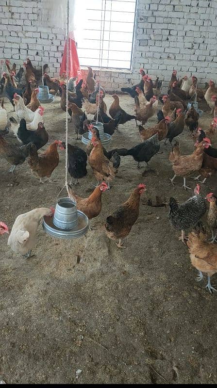 انڈے دے رہی ہیں 2