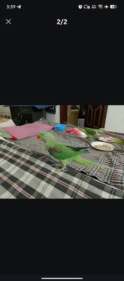 Kashmiri Raw Parrots For Sale