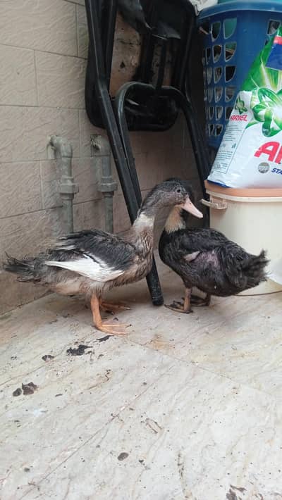 shinti minti for sale