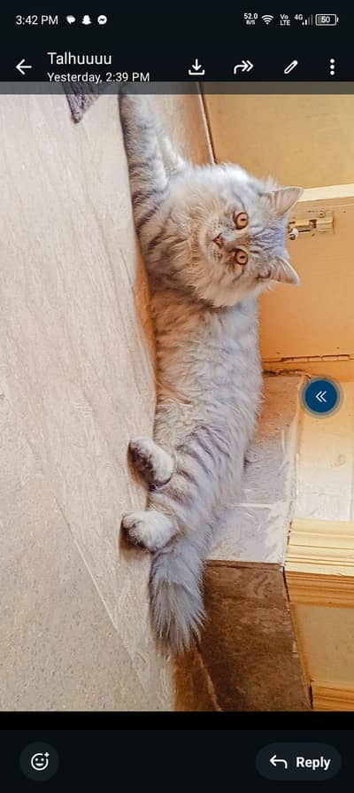 Persian healthy cat Siamese American punch face fluffy cat