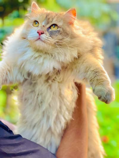 Persian cat up for new home