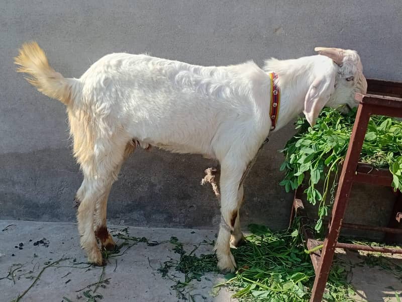 bakra 2