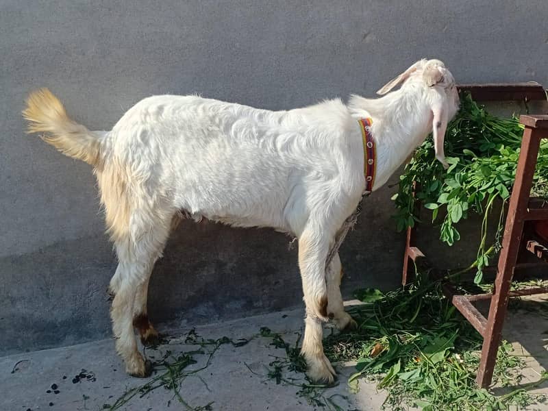 bakra 3