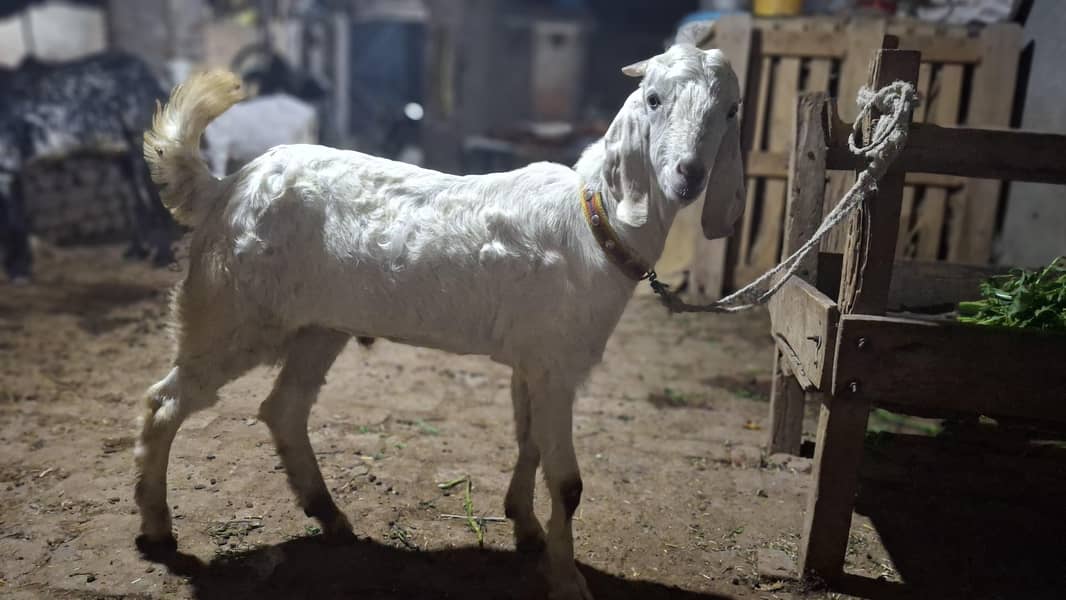 bakra 7