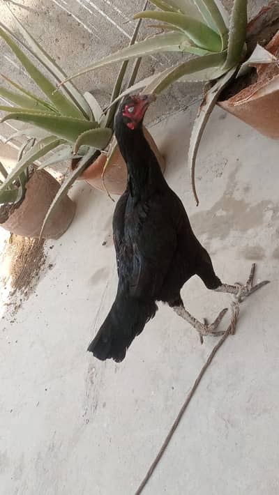 long height thai female for sell