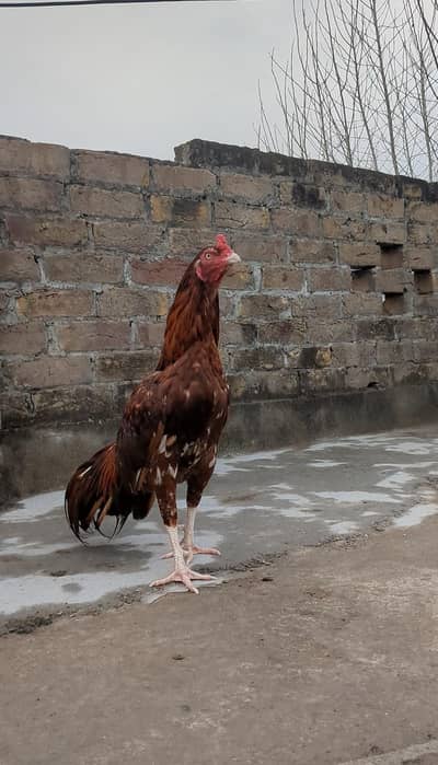 Aseel mianwali breed