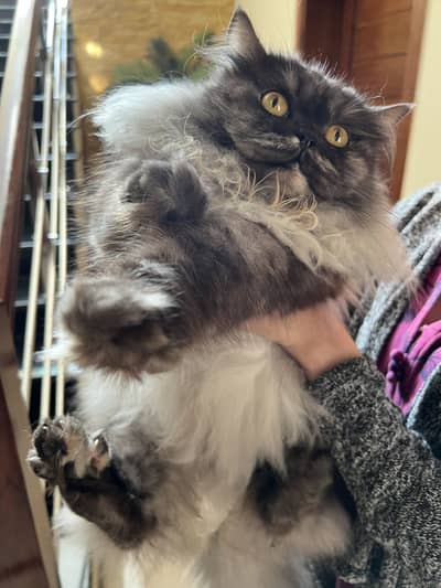 Persian cat for sale