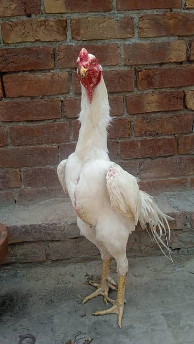 White Shamo pair | White shamo males | White shamo Females