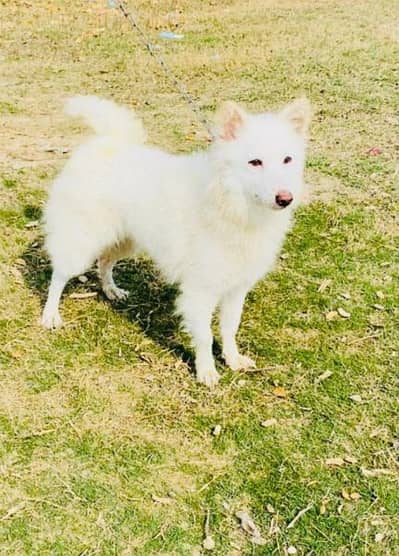 Russian female available  8 mahnt for sale active and healthy