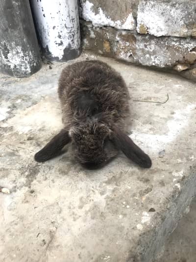 Holland loop rabbits