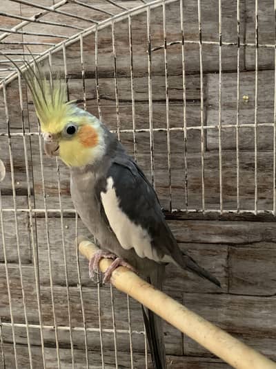 Grey Cockateil Healthy Adult For Sale