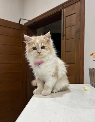 Persian Long-hair for sale