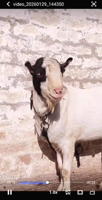 Gulabi Tedda Breeder