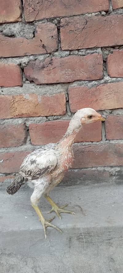 chicks for sale with handsome amount