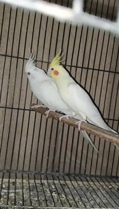 cocktails breeder pair