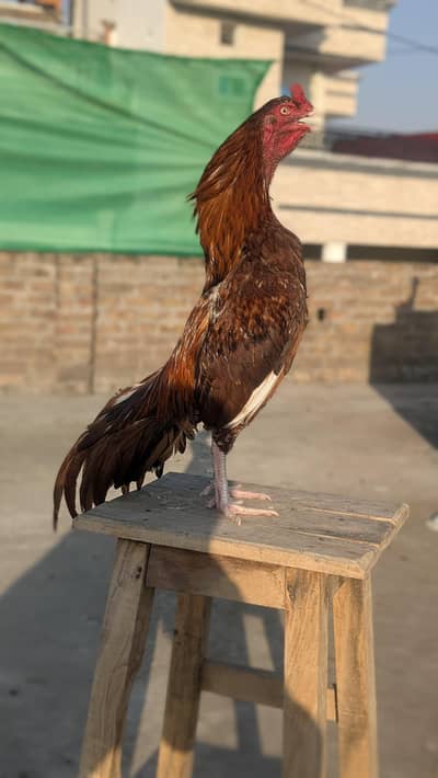 Aseel mianwali breed