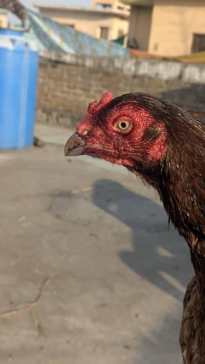 Aseel mianwali breed