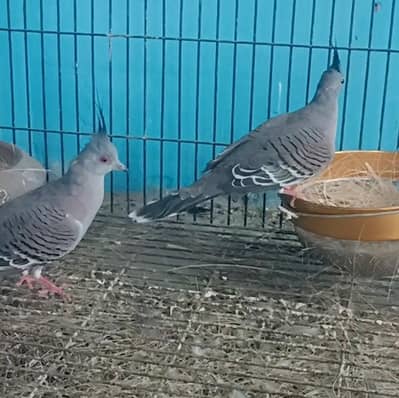 crusted dove breeder pair