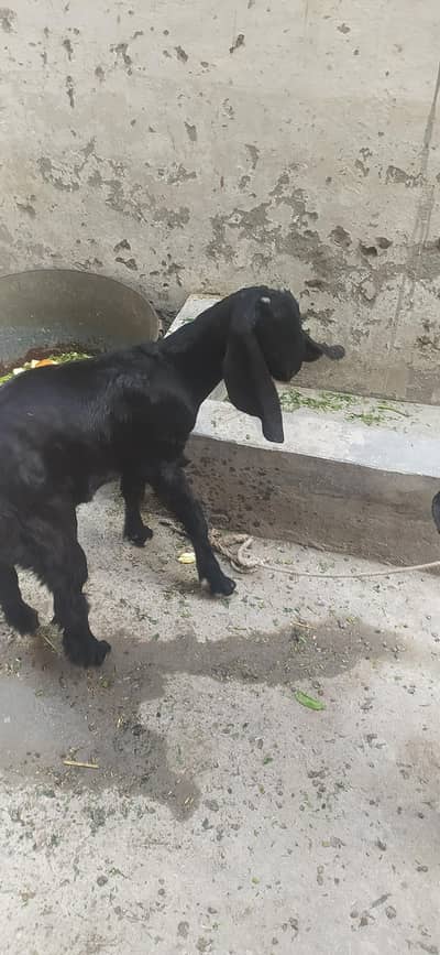 rajanpuri cross bakri Koni with female kid 3 months 03214508008