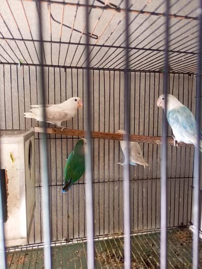 Lovebirds 4pic