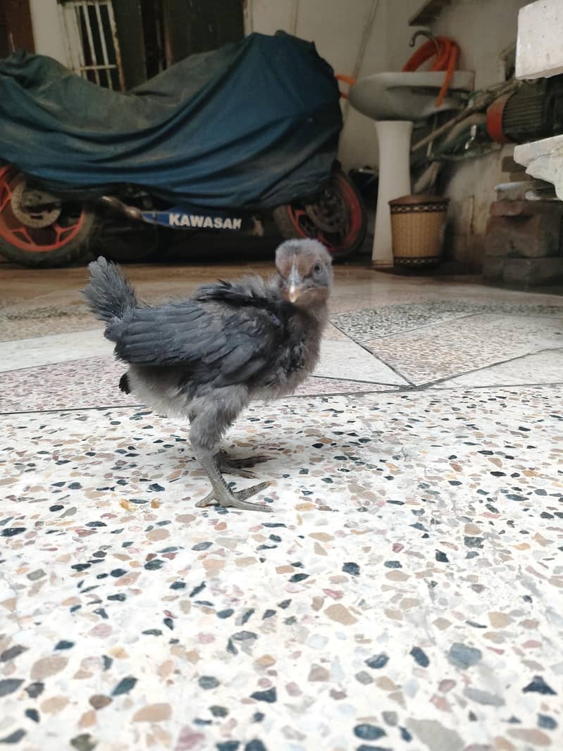 Active small hen 0