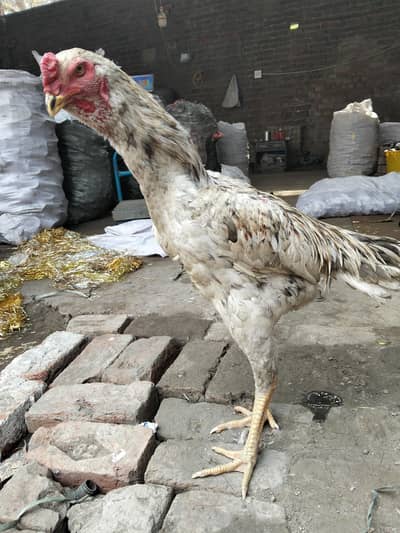 Shamo pair for sale ready to breed  Exchange possible with thai pair