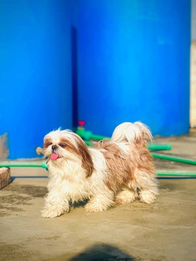Shih tzu