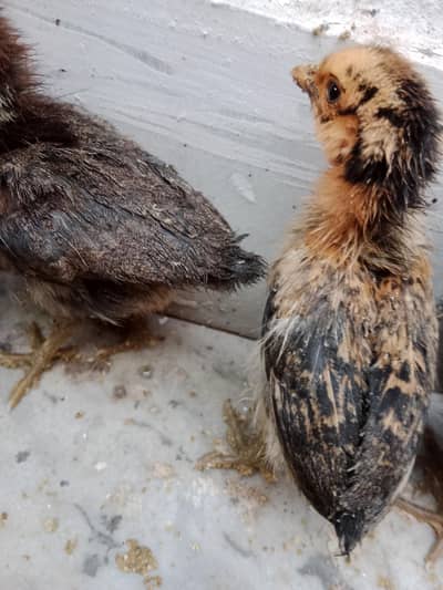 Golden misri chicks full Healthy and active