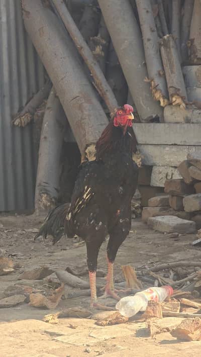 Shamo Aseel Patha Cross ,, 11 months Only