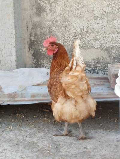 Egg Laying Lohman Brown for Sale in Shaheen Town Phase 1