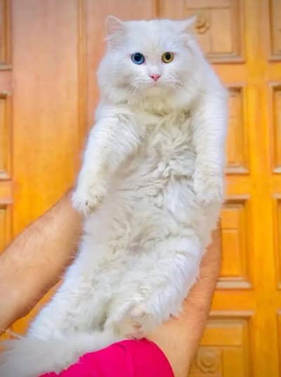 triple cout persian male cat