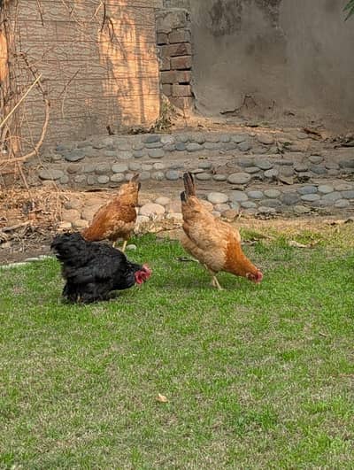 Golden misri starter pathay pathiyan | Desi |murgian