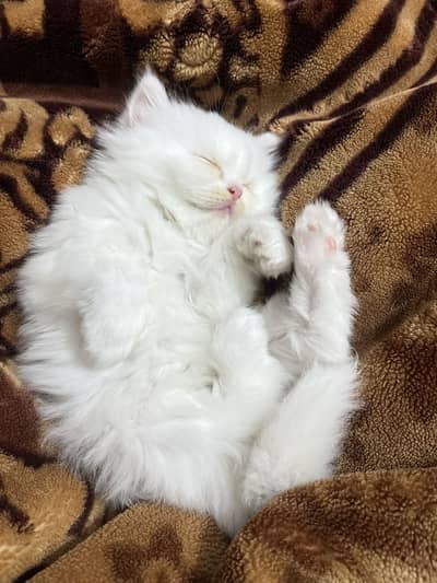 Persian kittens for sale