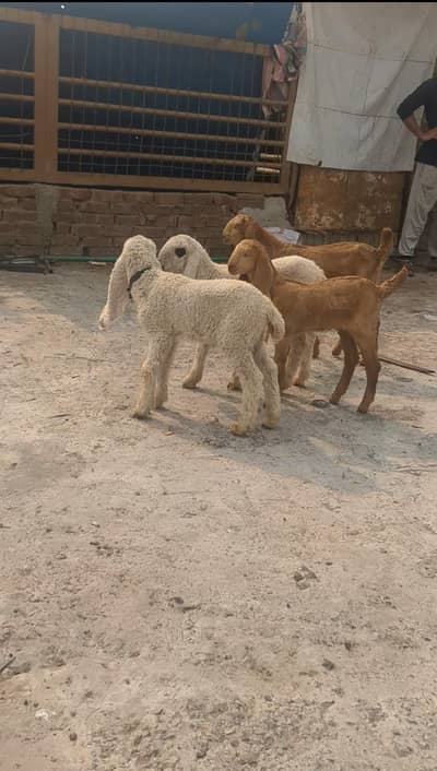 4 male bache for sale |Goat|bakra|Male|sheep|No. 0321 1244069