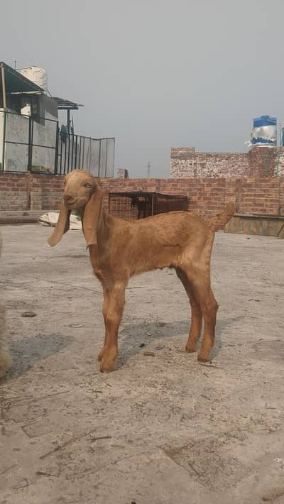 3 male bache for sale |Goat|bakra|Male|sheep|No. 0321 1244069