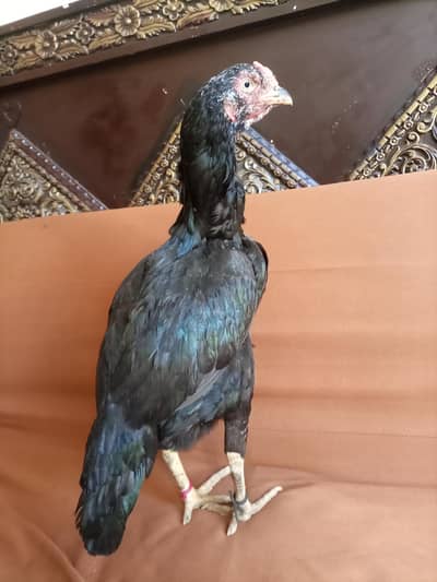 Hi quality long high